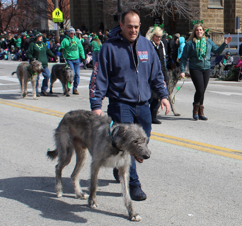 Irish Wolfhounds